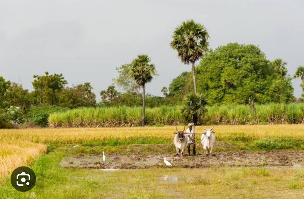 15 Guntas land for sale – Thoguta mandal – 65,000 per gunta