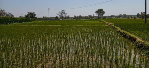 10 Guntas (1210 Sq Yards) of fertile agricultural land for Sale @ Hyderabad