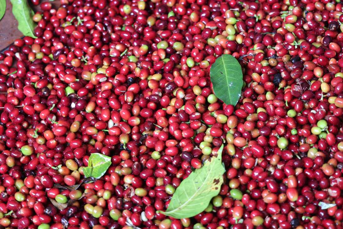 Argentina Robusta coffee +256790560642 Premium Coffee Culture exporter Bolivia Chile Colombia