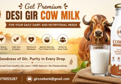 Get-Premium-Desi-Gir-Cow-Milk-for-Your-Daily-Dairy-and-Nutritional-Needs