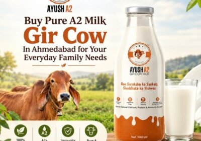 Buy-Pure-A2-Milk-Gir-Cow-In-Ahmedabad-for-Your-Everyday-Family-Needs