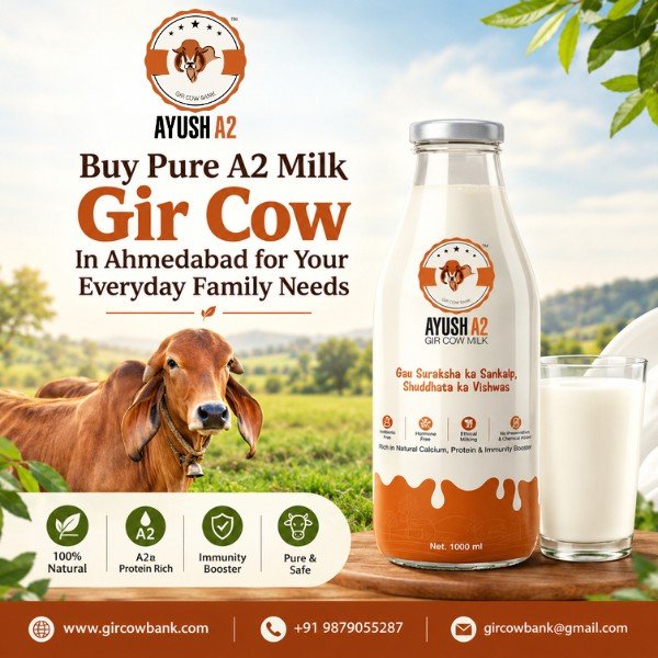Buy Pure A2 Milk Gir Cow In Ahmedabad for Your Everyday Family Needs